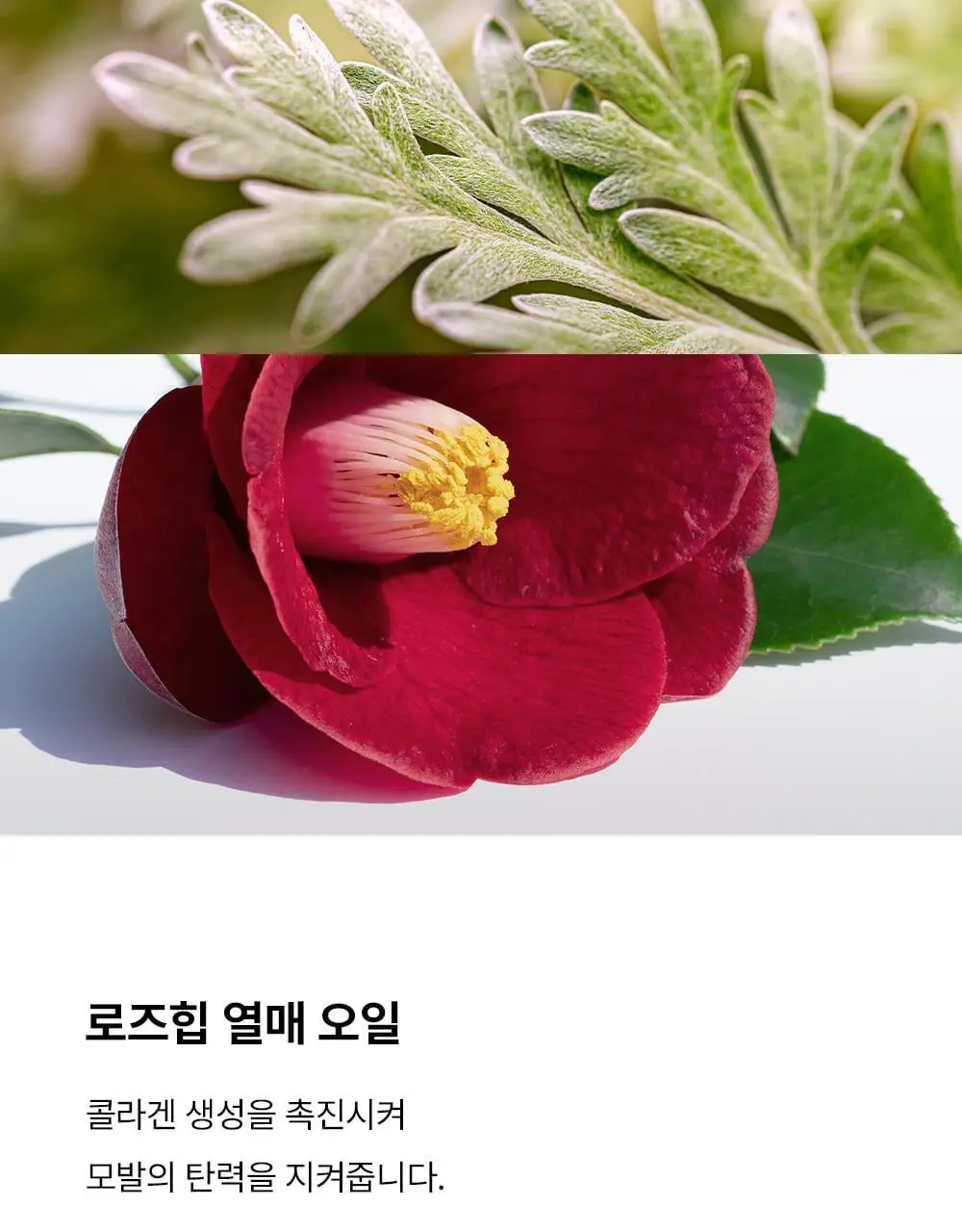 [헤어 볼륨]그라펜 제주 해수 볼륨 스프레이 210ml 상세페이지 12